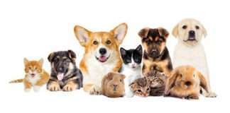Pets