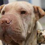 Pet Plastic Surgery