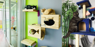Big Cat Hotel