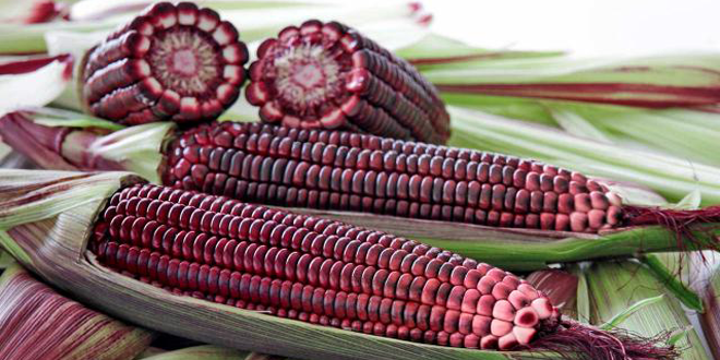 ข้าวโพดสีม่วง ข้าวโพดสีม่วง