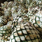 Agave