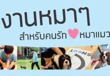 Pet Groomer