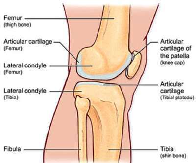 cartilage