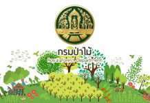 กรมป่าไม้