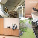 pigeon01