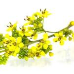 cassia