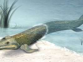 Tiktaalik