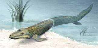 Tiktaalik