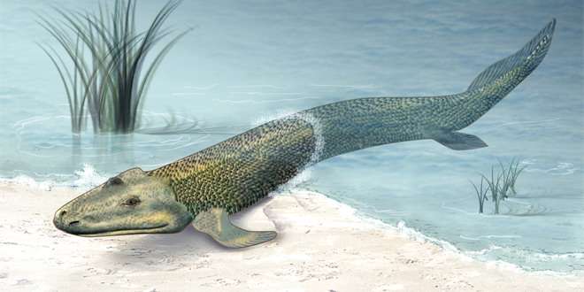 Tiktaalik