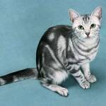 American Shorthair