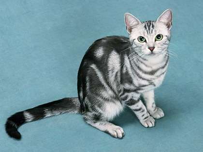 American Shorthair