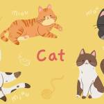 Cat Breed
