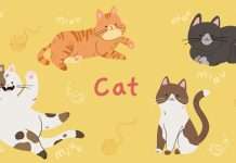 Cat Breed