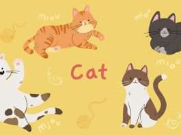 Cat Breed