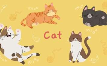 Cat Breed