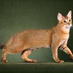 Chausie