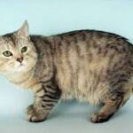 Manxcat