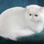 Persian