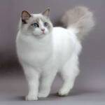 Ragdoll