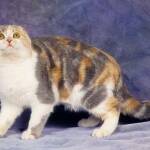 Scottish Fold