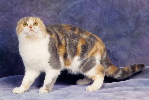 Scottish Fold