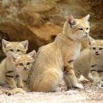 The Sandcat