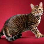 Toyger