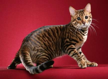 Toyger