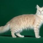 Turkish Angora