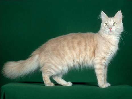 Turkish Angora