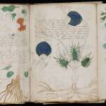 Voynich Manuscript 02